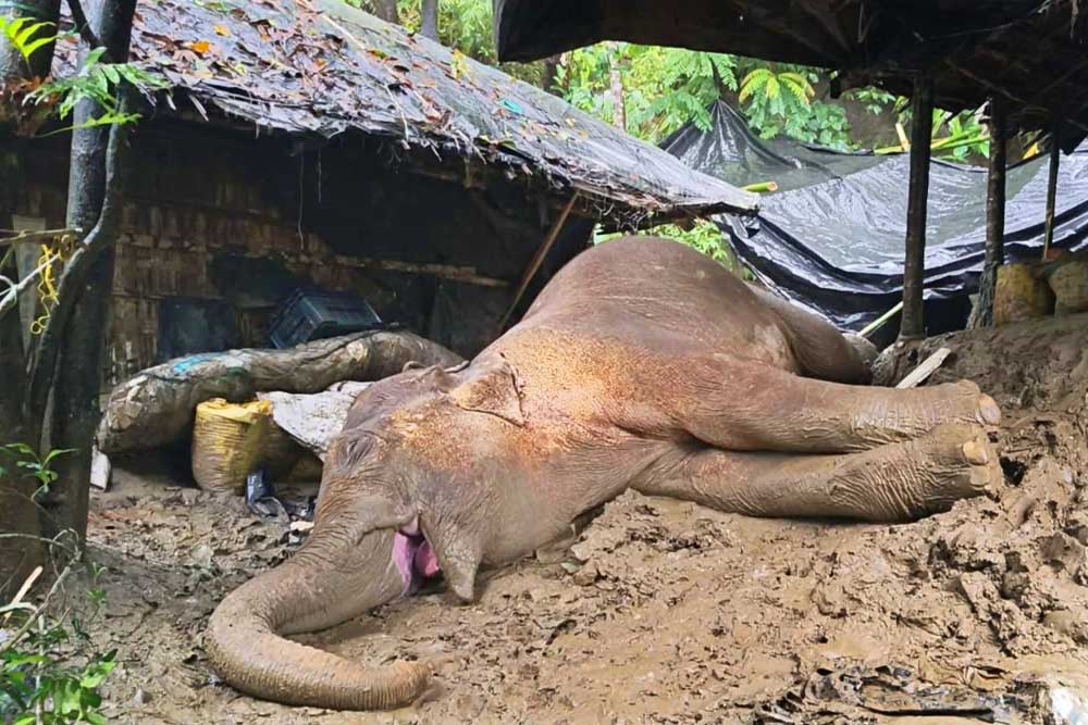 ZajiraNews's tweet photo. পাহাড় থেকে ৩০০ ফুট নিচে পড়ে আহত হাতিটিকে বাঁচানো গেল না
বিস্তারিত নিউজ লিংকে : s #from #cliff #but #cannot #saved #ZajiraNews #NewsOfZajira #JajiraNews #Jajira #Zajira #News #NewsBangladesh
বিস্তারিত নিউজ লিংকে : https://t.co/Iou1BXo8Xh https://t.co/17d2GM53Ad