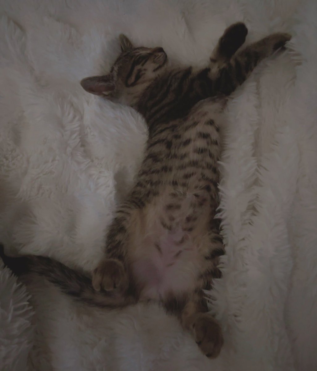 nyagi_is_cat's tweet photo. ねこ https://t.co/rk90QS8Rq8