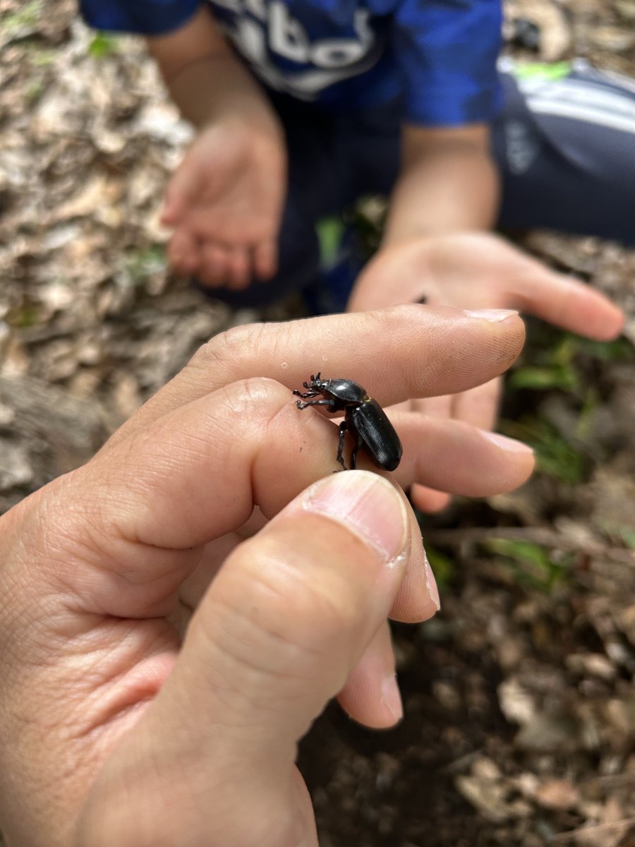timmyaoki's tweet photo. 今年はコカブトをよく見つけられる。
ちょっと嬉しい。
まだカブトムシオスは捕まえてない。 https://t.co/BYQuVaUKNm