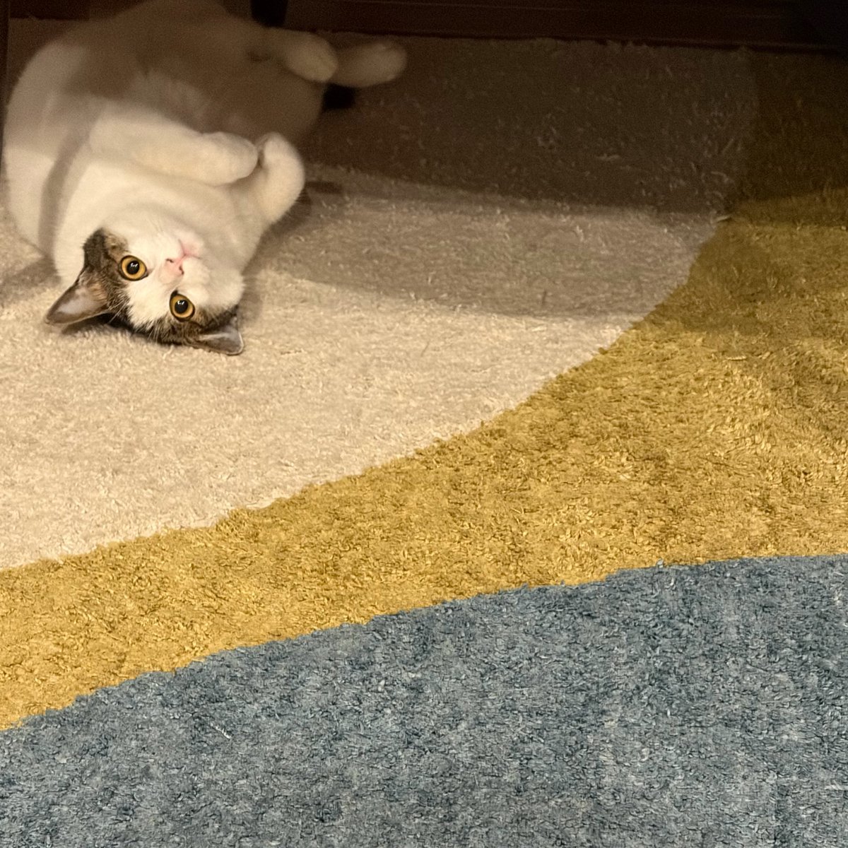 tsuyoshi223's tweet photo. うちの子、サバ🐈 https://t.co/5Uy6QB2pA8