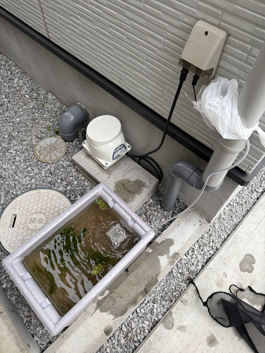 jamnyfish's tweet photo. 生体を入れる前に容器に飼育水入れたら麦飯石洗い忘れててものすごく濁る😇
慌てて外水道で砂利を濯ぎまくり新しい飼育水を作りお迎え
フィルター回してネットかけて様子見
今回上手く行かなかったら屋内水道で水合わせした後に屋外水道で作った飼育水にいれたからだろう😨
そこまで成分に違いがある？ https://t.co/5wi3OZvPOQ