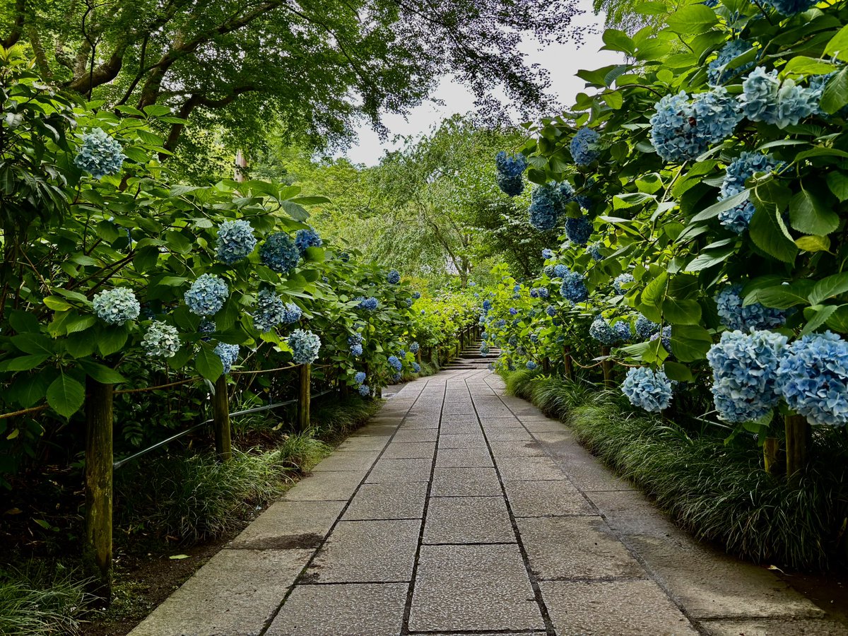 0604vox's tweet photo. No.6  北鎌倉　明月院　紫陽花編
※撮影日2026/7/4 https://t.co/9EWabK4gcI