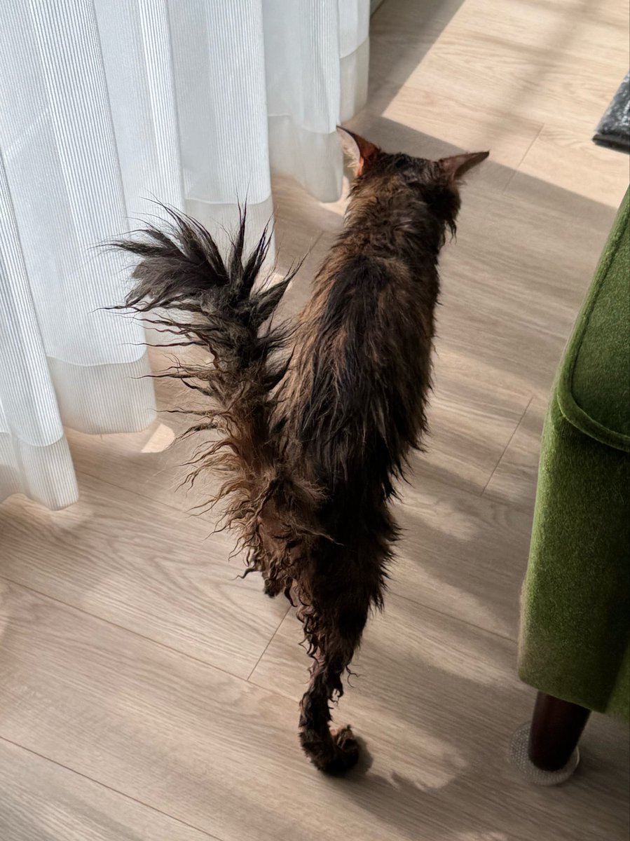 keropontan's tweet photo. そういえば洗われた猫のしっぽの主張がすごくてニコニコしてしまった https://t.co/hz99X5V4Cn