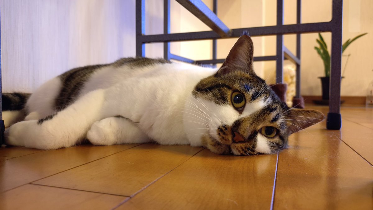 taro_AR's tweet photo. 😺 https://t.co/bK8c9VC5ER