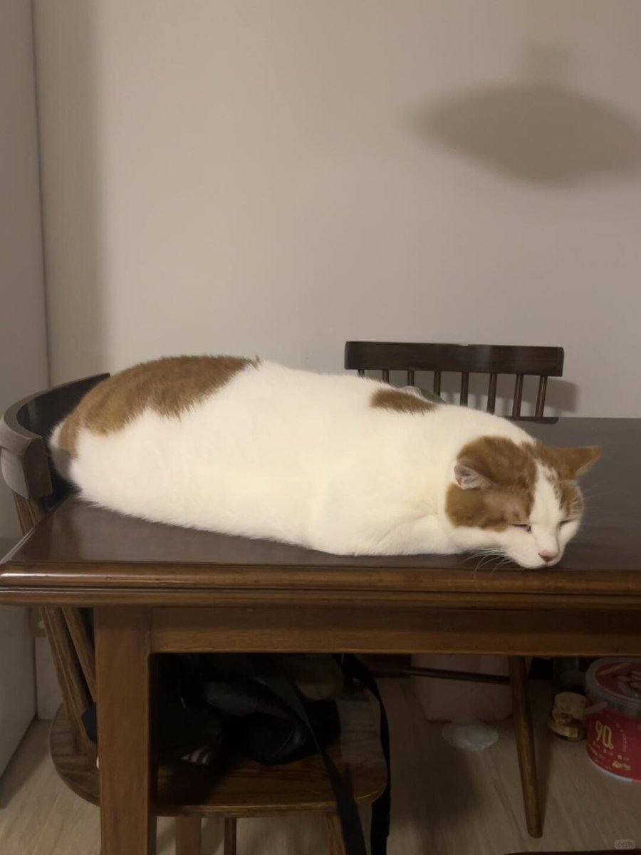 nocontextscats tweet picture