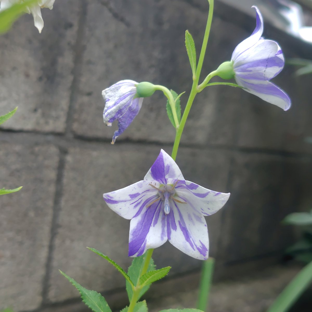 ume_93's tweet photo. 夏の庭っぽくなってきました
先日の紫陽花、気がついたら紫色に変色してきた！
花は小さいけど可愛らしく咲いてます！
桔梗も絞りが沢山咲き出しました✾ https://t.co/bOz6fyTuaB