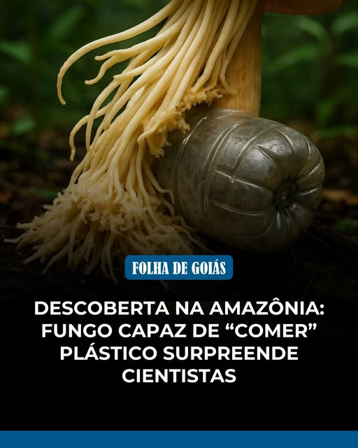 SensoCrtico1's tweet photo. Pesquisadores da Universidade de Yale identificaram, em uma área de floresta amazônica, um fungo com uma habilidade que parecia impossível: ele consegue degradar plástico resistente — inclusive poliuretano — e usá-lo como fonte de energia.

O nome dele é Pestalotiopsis microspora, e o que o torna tão impressionante é algo que quase nenhum organismo no planeta consegue fazer:

Degrada plástico mesmo sem oxigênio.
Sobrevive em ambientes extremos.

Quebra polímeros tóxicos em compostos inofensivos
Poderia atuar em aterros sanitários, onde o plástico se acumula por décadas.

Para os cientistas, esse fungo representa um dos avanços mais promissores no combate à poluição plástica — justamente porque age onde os processos tradicionais falham.

Além de abrir caminhos para futuros biorreatores, enzimas industriais e novas tecnologias de decomposição, a descoberta reforça algo ainda maior:

A Amazônia continua sendo o maior laboratório vivo do planeta — e pode guardar soluções para problemas globais que a ciência ainda nem sabe que existem.

Você acredita que a natureza guarda as respostas para os maiores desafios ambientais do mundo?

Siga @folhadegoias para mais conteúdos que revelam descobertas, ciência e os impactos reais no nosso futuro.