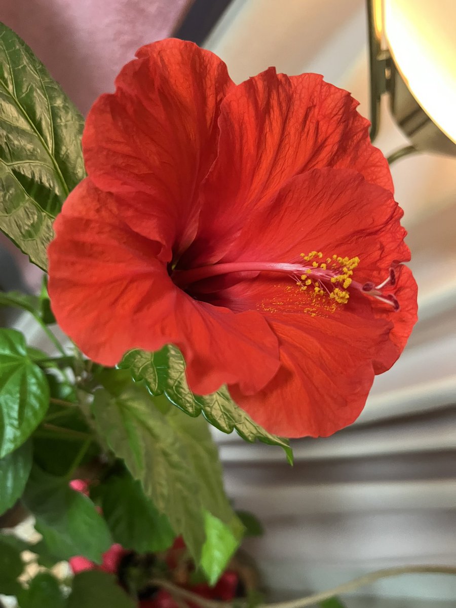 ladypinkhiro's tweet photo. ハイビスカスが咲きました。

花言葉は、とても素敵なんだよ🥰

🌺 「繊細な美」
🌺 「新しい恋」
🌺 「勇敢」
🌺 「常に新しい美」

なんか今の私にピッタリかも！ https://t.co/vlQotE5xgN