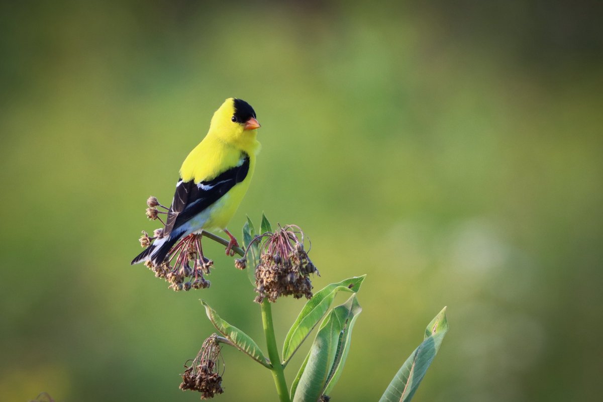 lucylenora1's tweet photo. Good Sunday morning friends. Have a pleasant day. #SundayYellow #birds #birding #birdphotography #birdoftwitter https://t.co/FmCE4WsA32