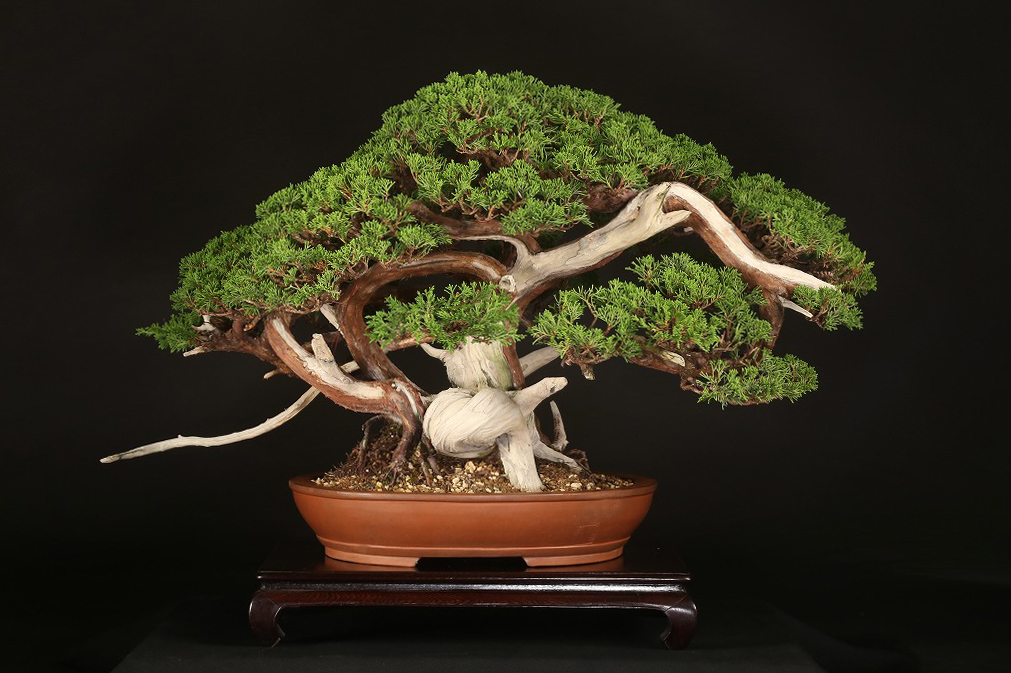 白交趾(水盤)　植木鉢 雨竹亭オンラインショップに商品を2点アップしました 陶翠作 白交趾写