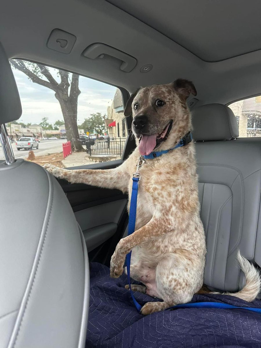 DogLovers03's tweet photo. It is my honor to share my current foster: Bobby. I saw him on a short list for euthanasia after he was surrendered for “a snake bite on his paw”. He may be the actual love of my life. 
This is our first pic together riding home for the first time. He sits on his booty because his front legs are painful to stand on, not because of a snake bite, but he was shot with a BB gun by his owners and never cared for. Despite all that he’s the world’s cutest boy and the sweetest face in Dallas. 
He looks like he’s about to order his own pup cup 😂🥹😭 post your pups and their silly poses!🐾❤