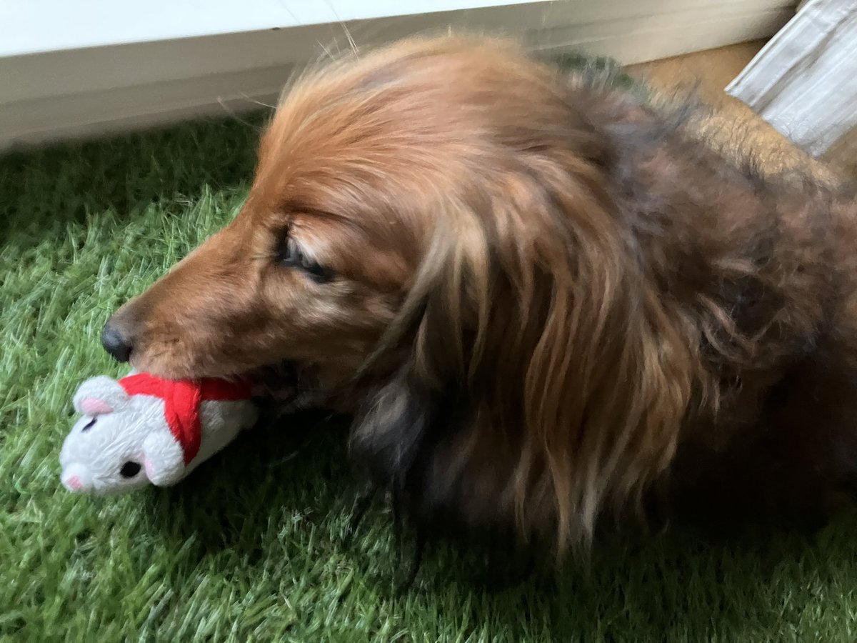 copy_ken773's tweet photo. うちの犬もマウス齧るよw https://t.co/ye1HbevkaZ