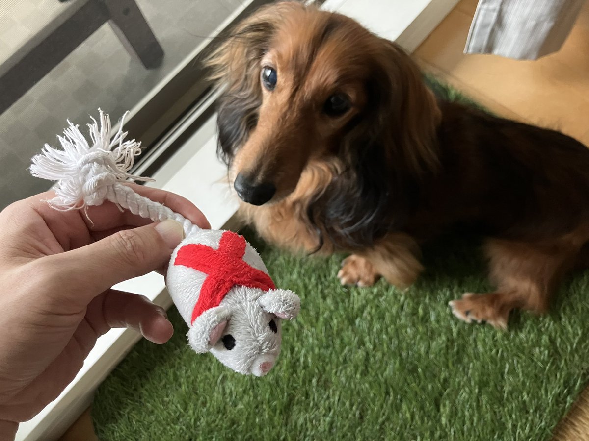 copy_ken773's tweet photo. うちの犬もマウス齧るよw https://t.co/ye1HbevkaZ