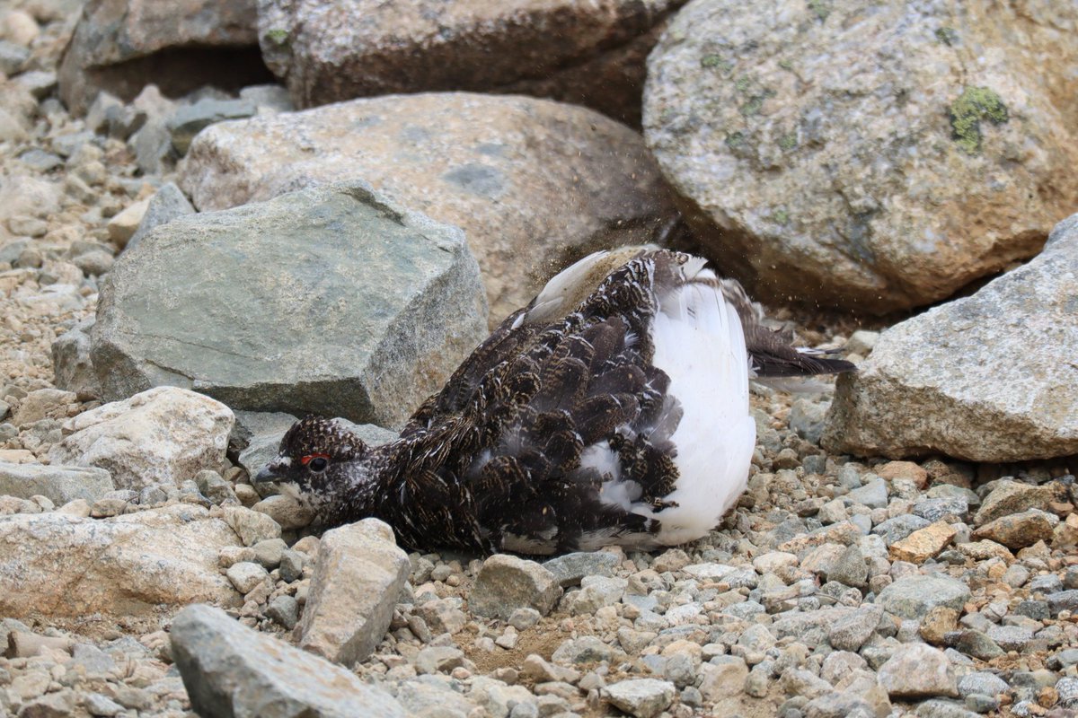 orbitxxx's tweet photo. 雷鳥さんにも会えた！！
砂浴びしてたの可愛い過ぎる！
スーパーラッキーな山行でした https://t.co/BLvpewgbDb