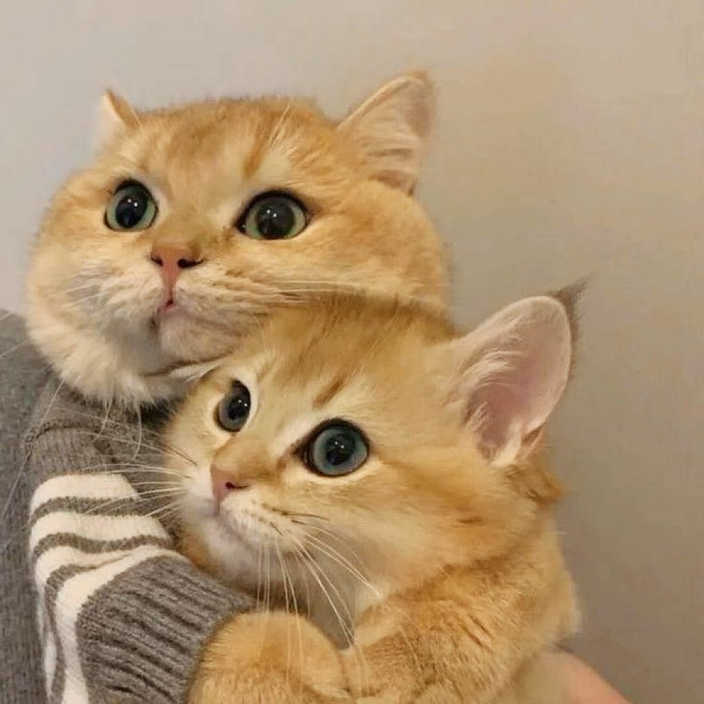 blancheandbluu's tweet photo. เหมียวเหมียวหนิ🐱🐱💕💕

#est_rvp #phuwintang https://t.co/NHP8rHX1ws