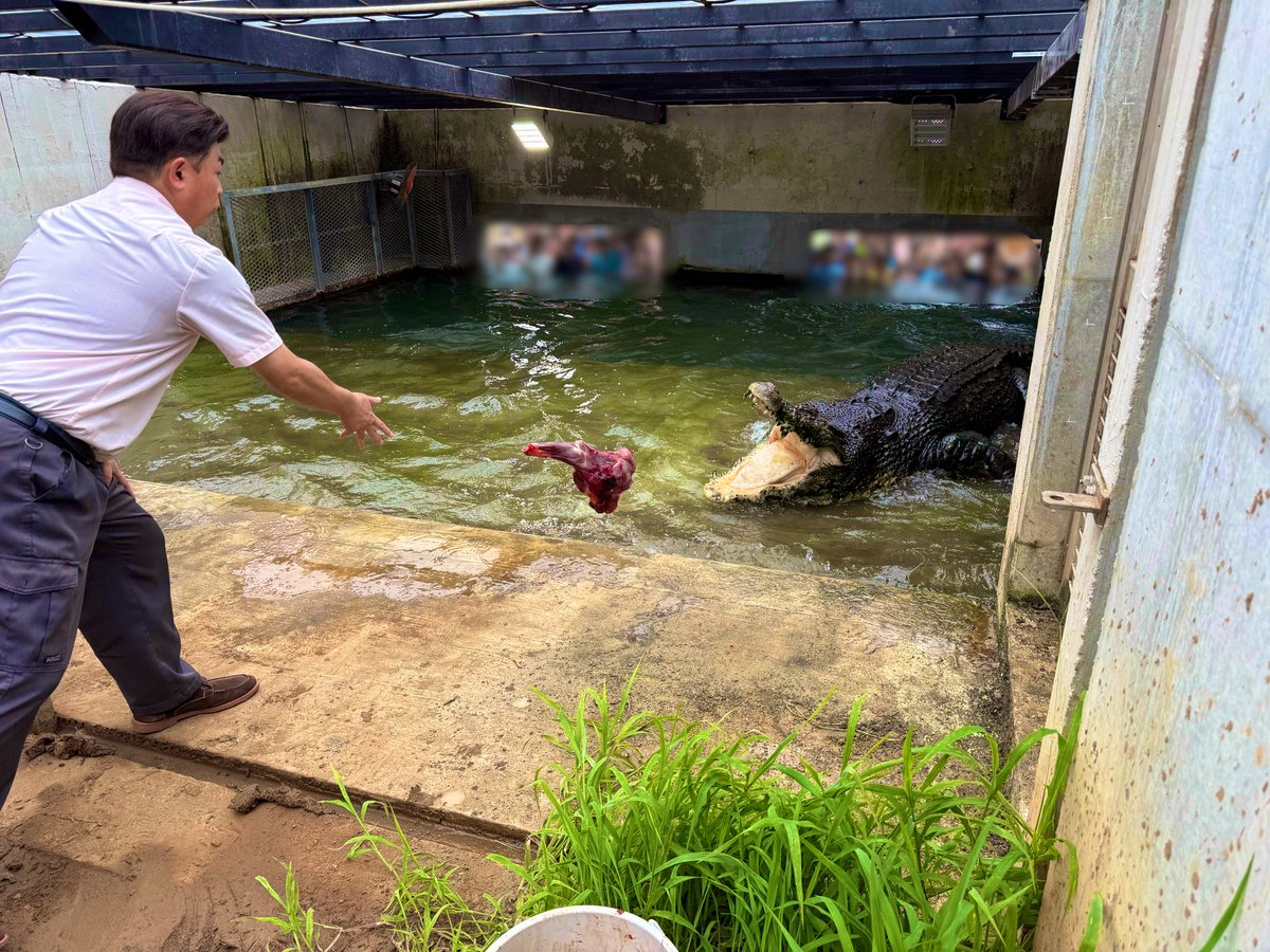 iZoo_iZoo_'s tweet photo. 【イリエワニの餌やり🐊】
夏休み期間中も毎週日曜日12時より〜開催✨

伊豆地域で駆除されたシカの屠体給餌を行っています。大きな餌を食べる様子は大迫力です。
飼育員のワニについてのお話と一緒に是非学びながらご観覧ください。
#ワニ　#日本最大　#伊豆 https://t.co/QlZtvcRJAd