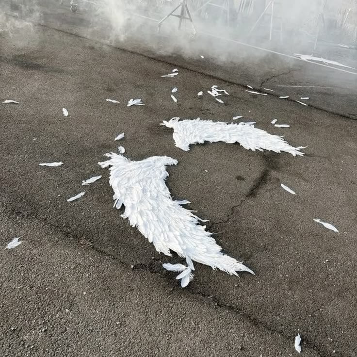 M🪽 tweet media