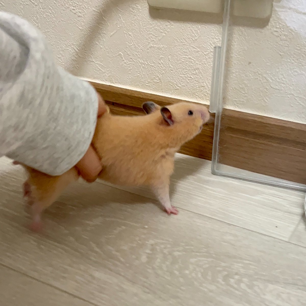 hamham170121's tweet photo. イヌみたい https://t.co/vjJzi4tlHs