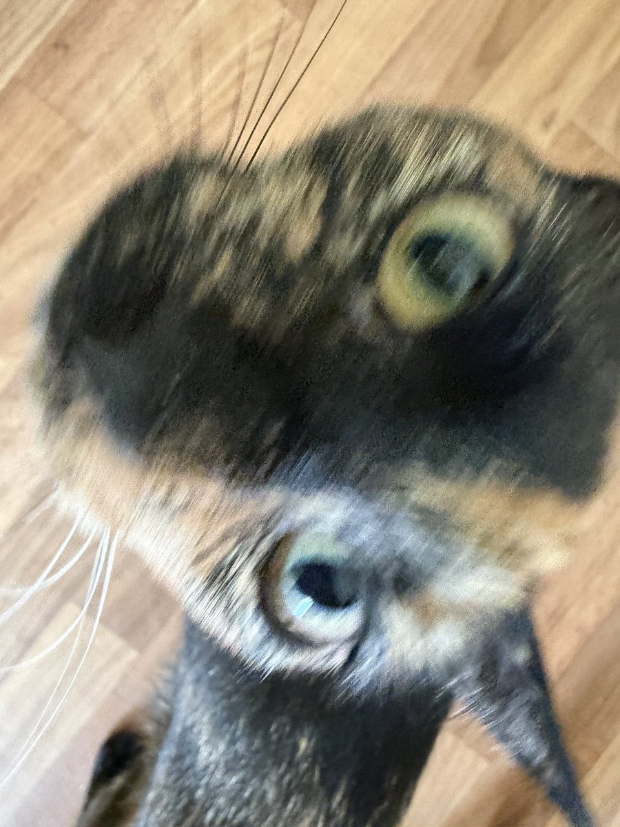 jckjng's tweet photo. кошь https://t.co/OpiXTMfbcu