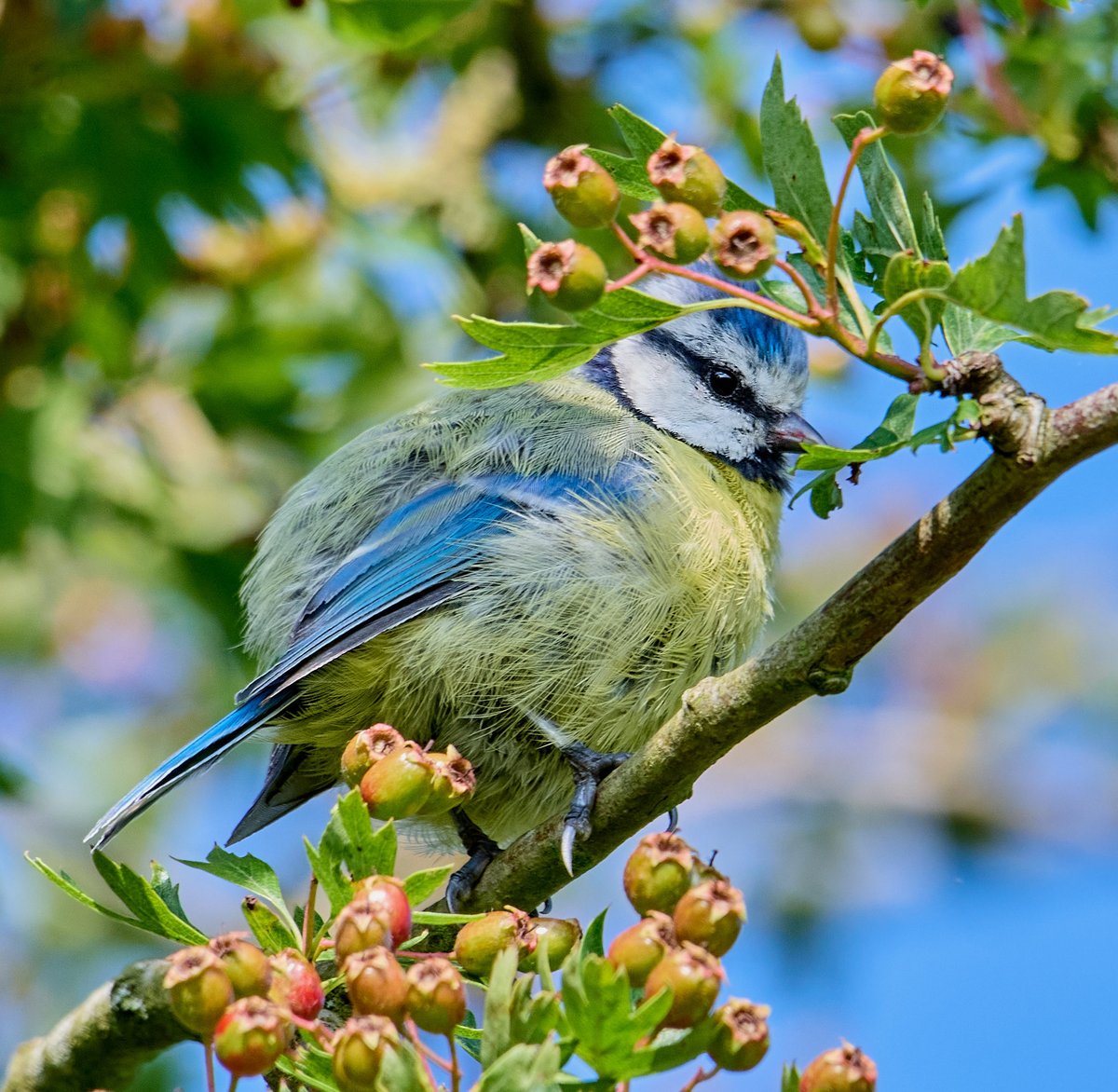 paulhayes55's tweet photo. Blue Tit. https://t.co/mp3JRuRAro