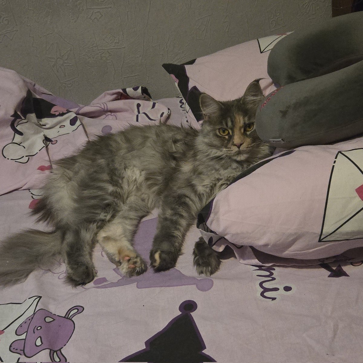 shthejamwol's tweet photo. so happened, that the kitty i got months later, was born exactly on the day on which i was finally meeting a person and an artist who helped me live through my teenage years and not end it all
thank you, nano, for helping me meet Anfi in this lifetime 🫶
loving your music, always https://t.co/GqOxbTaOjd