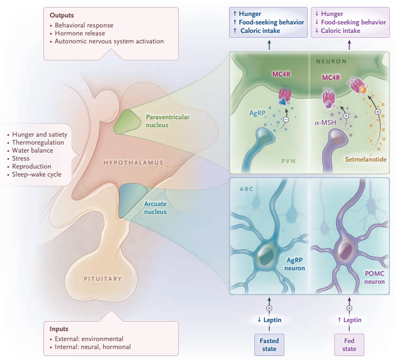 scottisaacsmd's tweet photo. Hypothalamic obesity is a disease of #melanocortin signaling: pharmacologic #MC4R activation with #setmelanotide mimics endogenous α MSH, counters #AgRP-driven hunger signaling in the #POMC ARC→PVN pathway, and restore energy homeostasis in selected patients.
https://t.co/azz2mbD8jO