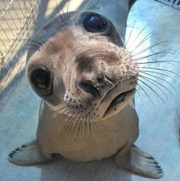 67skitzo's tweet photo. seals cuz theyre my favorite animals... https://t.co/9bRRraSFHI