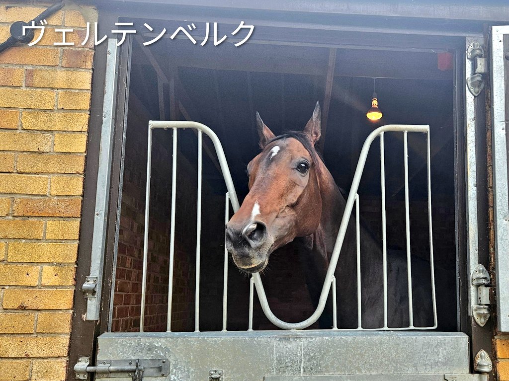 JRA_WorldRacing's tweet photo. キングジョージⅥ世＆クイーンエリザベスステークス（G1・芝2390m）に出走を予定しているマスカレードボール（牡4歳・手塚貴久厩舎）とヴェルテンベルク（牡6歳・宮本博厩舎）が、🇬🇧イギリス・ニューマーケットに到着しました！
レースは7月25日(土)アスコット競馬場で行われます🏇 https://t.co/LsLqYo24ss