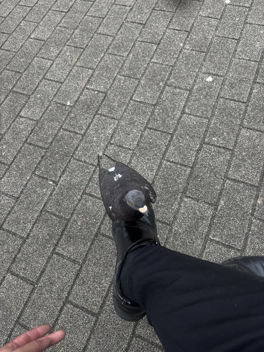 Mejilo0896's tweet photo. 本日の鳥課。
人の足の上でちょこんと一休みするドバトさん。とても人懐っこかったので、恐らく過去に人から保護された事があるのか、それとも元飼い鳩だったのかどっちだろう？ちな食べ物になるような物は持ってません！ https://t.co/jqFs6oXQvX