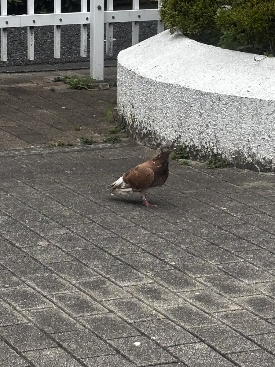 Mejilo0896's tweet photo. 本日の鳥課。
人の足の上でちょこんと一休みするドバトさん。とても人懐っこかったので、恐らく過去に人から保護された事があるのか、それとも元飼い鳩だったのかどっちだろう？ちな食べ物になるような物は持ってません！ https://t.co/jqFs6oXQvX