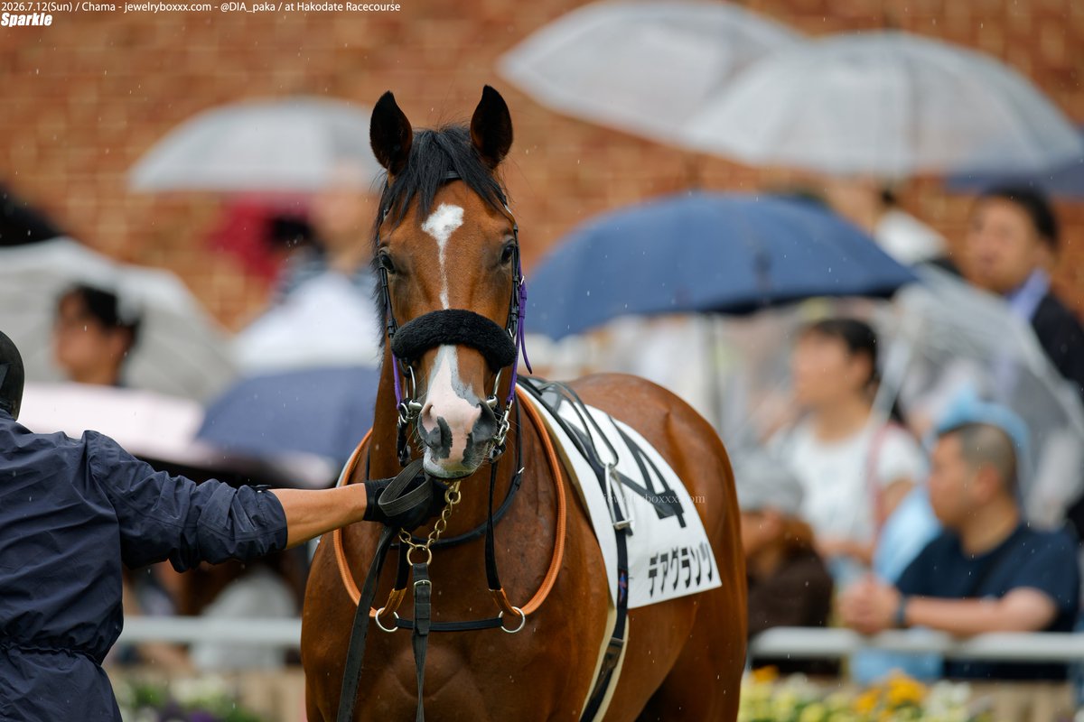 DIA_paka's tweet photo. 20260712 函館5R
2歳新馬 メイクデビュー函館

デアグランツ 🥇

 #デアグランツ
 #サトノダイヤモンド産駒
 #浜中俊 騎手
 #インゼルTC

－－－

いっぱい！載せます！
出資者の皆様、おたおめです🎉

雨降る函館での念願の逢瀬でした。 https://t.co/ZBASdVaPLB
