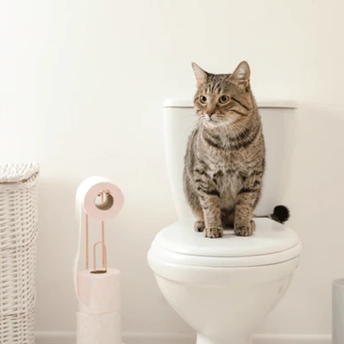 VetSelection_PT's tweet photo. Conhece as areias biodegradáveis para gatos?

São de origem vegetal e podem ser despejadas na sanita

Descubra-as na nossa secção especial:

https://t.co/IQAn0rUz0Q https://t.co/g3JwvUlwqU