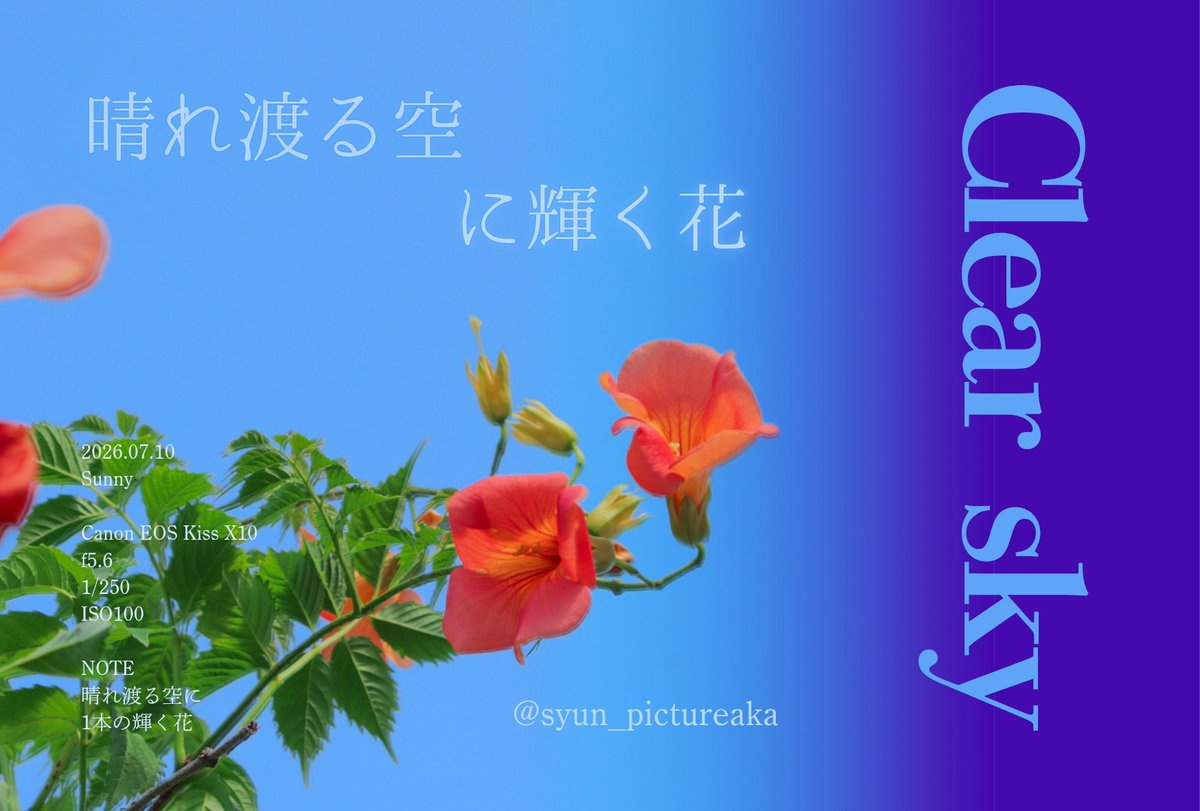syun_design's tweet photo. 晴れた日に花を主題に
 #写真好きな人と繋がりたい
 #日常ポスター https://t.co/MFWkPMY7X4