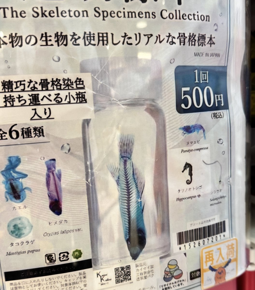 学生時代に透明骨格標本作っていた者としては、後者ですね… 小さいエビ