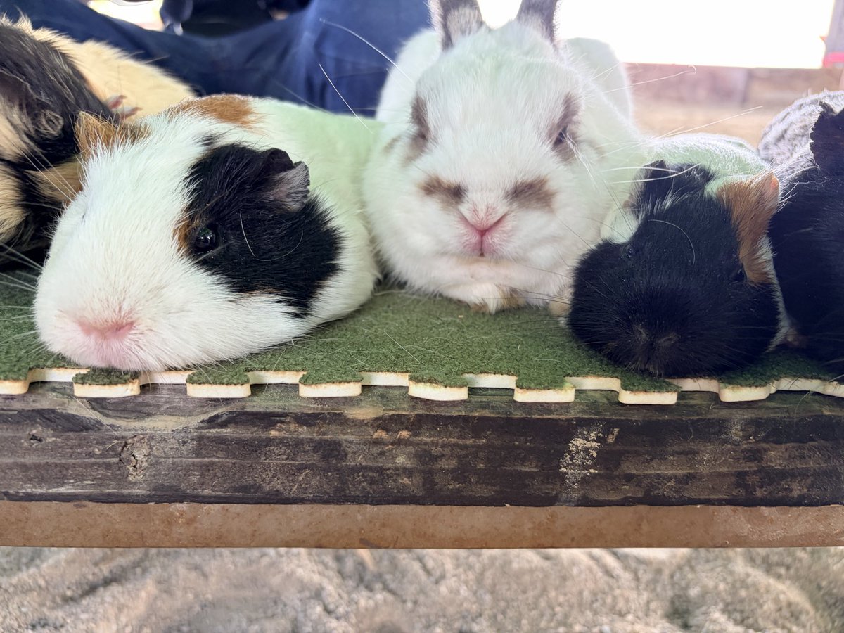 moku_hu's tweet photo. 牧歌の里のうさぎさんたち
あんちゃんはお留守番
モルモットに紛れてる子、解せぬ感すごい
#うさぎ
#ネザーランドドワーフ
#ロップイヤーラビット https://t.co/VlnEPfYoz1