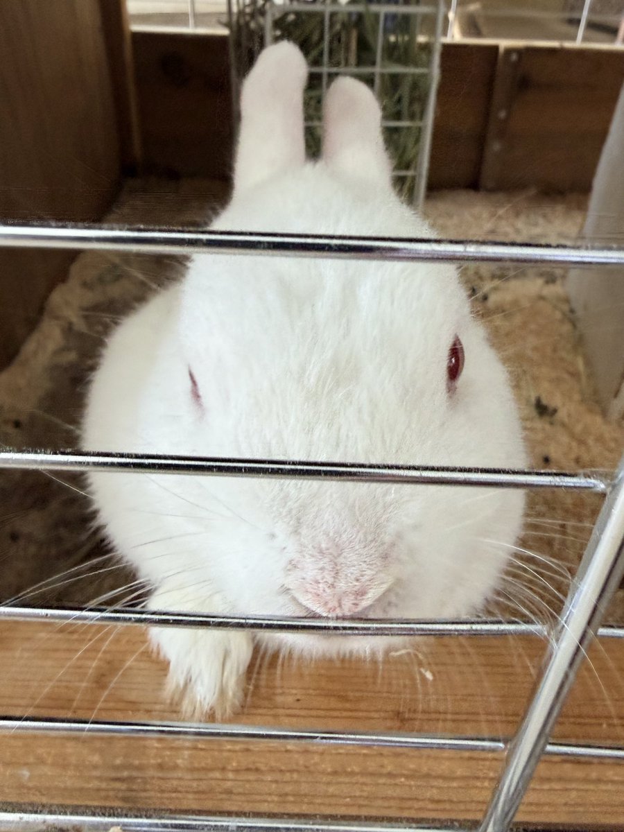 moku_hu's tweet photo. 牧歌の里のうさぎさんたち
あんちゃんはお留守番
モルモットに紛れてる子、解せぬ感すごい
#うさぎ
#ネザーランドドワーフ
#ロップイヤーラビット https://t.co/VlnEPfYoz1