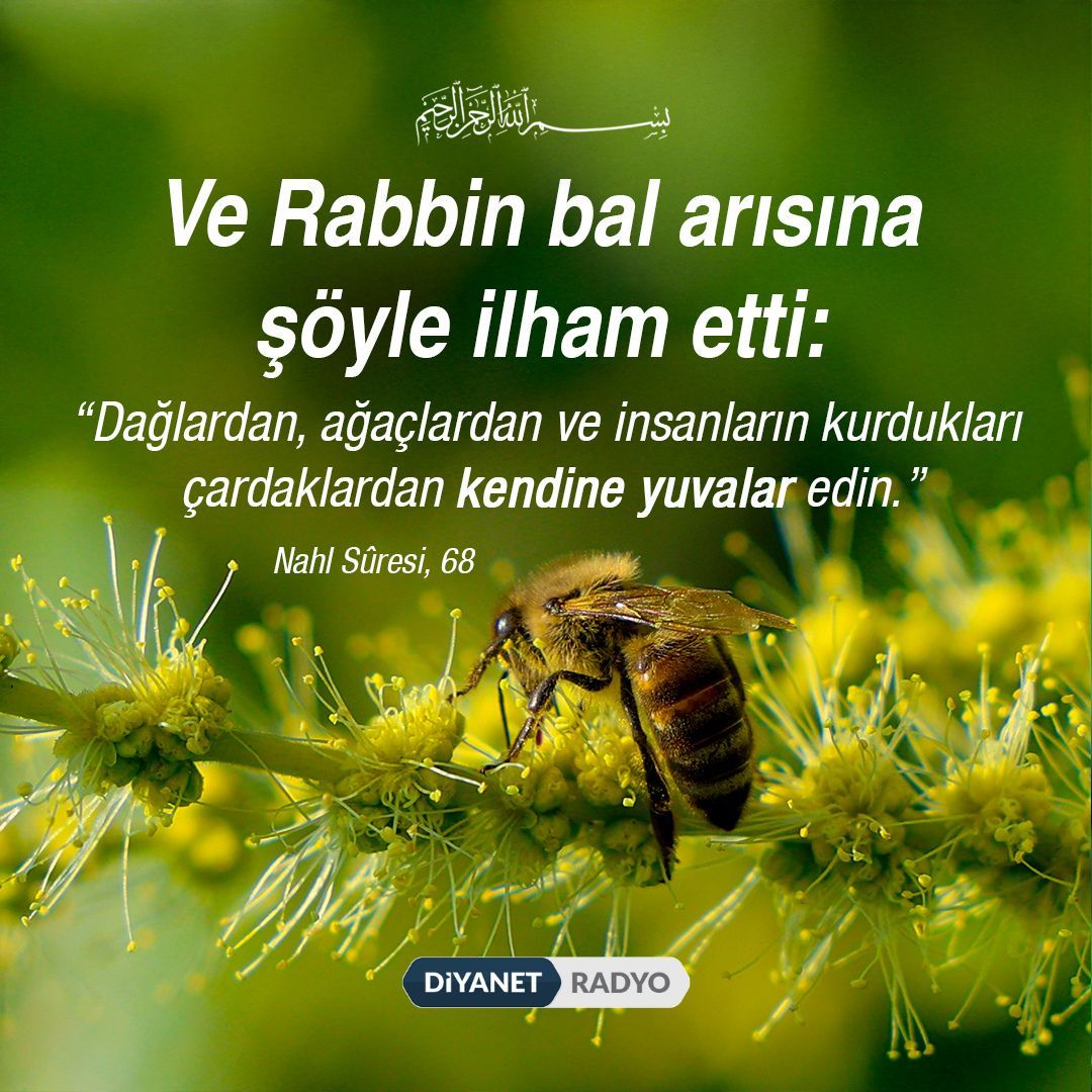 diyanetradyo's tweet photo. Rahmân ve Rahîm olan Allah'ın adıyla

❝Ve Rabbin bal arısına şöyle ilham etti: “Dağlardan, ağaçlardan ve insanların kurdukları çardaklardan kendine yuvalar edin.❞

[Nahl Sûresi, 68] https://t.co/szW2WQraXP