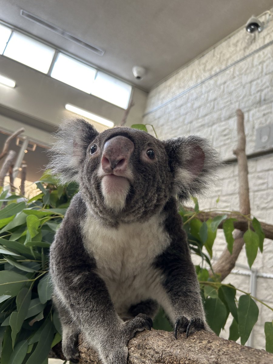 englandhill_zoo's tweet photo. おやすみなさい@(・●・)@
#コアラ #ウミ https://t.co/cMvaLcdED5
