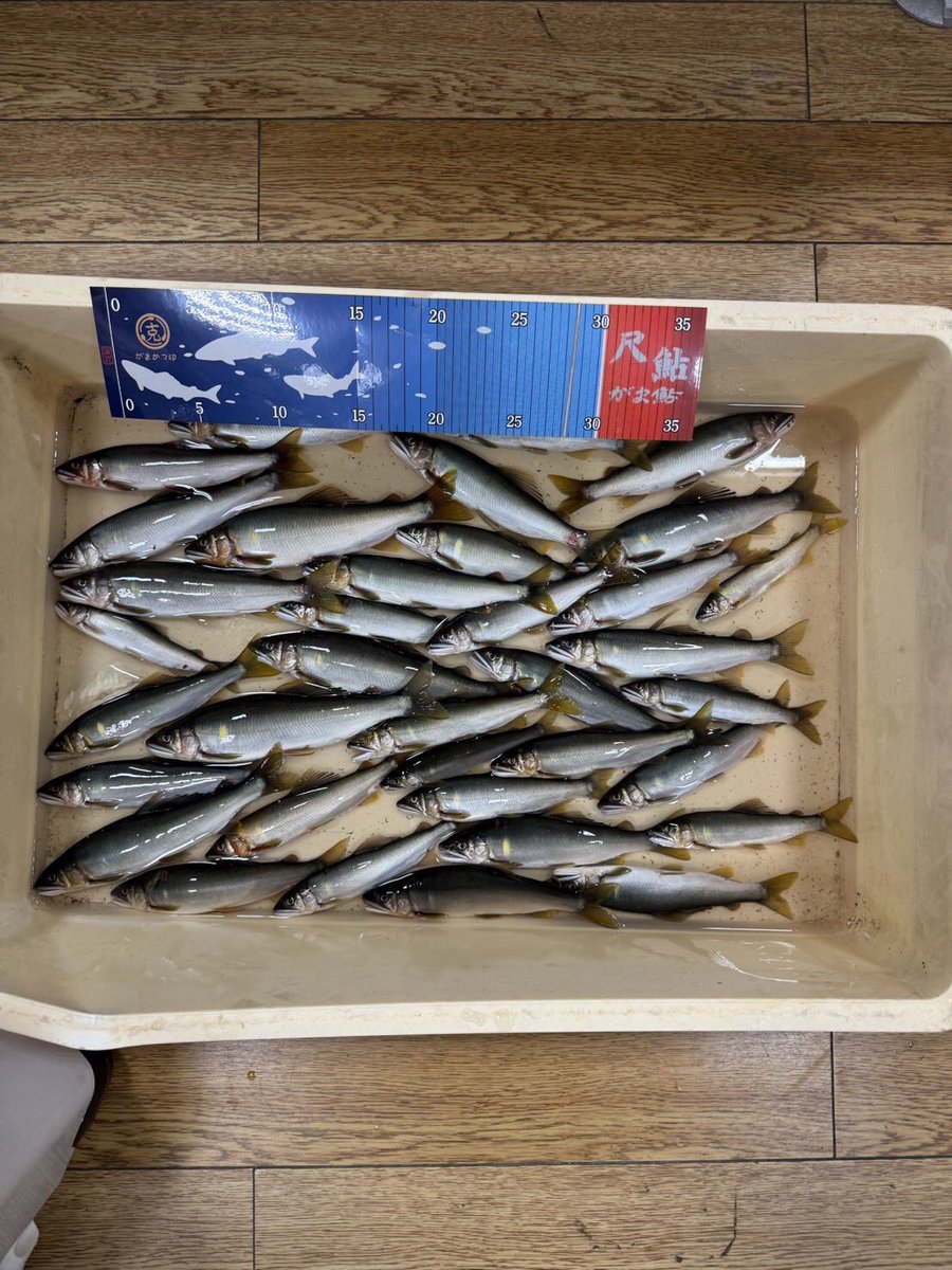 FFunaya's tweet photo. R8年7月6日〜12日の釣り情報in福井2

すずき→福井新港内や九頭龍川河口で40〜70㎝超が1〜3匹

鮎→九頭龍川中部→14〜20㎝が10〜30匹
足羽川→16〜24㎝が15〜80匹※写真
勝山→18〜23㎝が20〜50匹
日野川→今庄で16〜20㎝が10〜30匹 https://t.co/yC1tZuUfR5