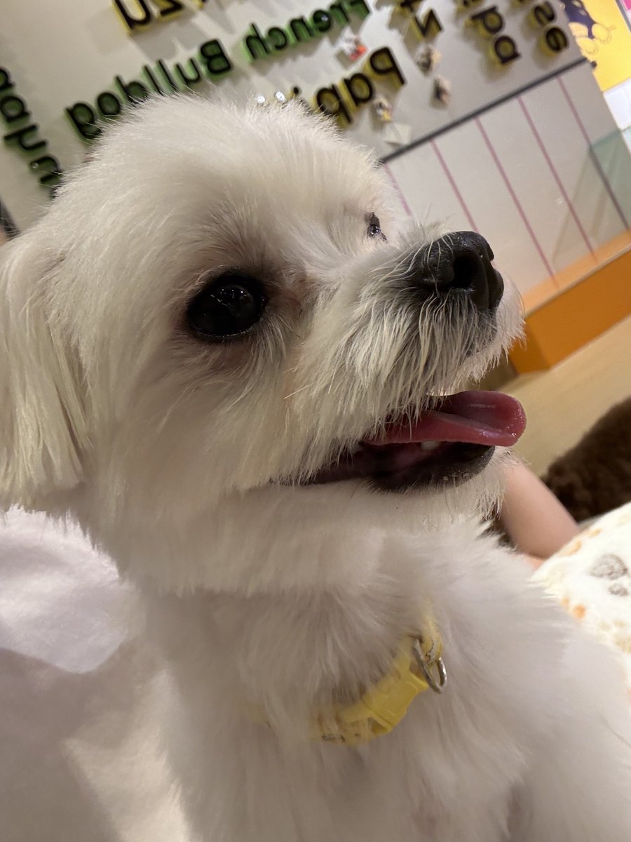 coco_natadecoco's tweet photo. 年始に天使になっちゃったうちのわんこそっくりやった、、、 https://t.co/7gWrnkqFZw