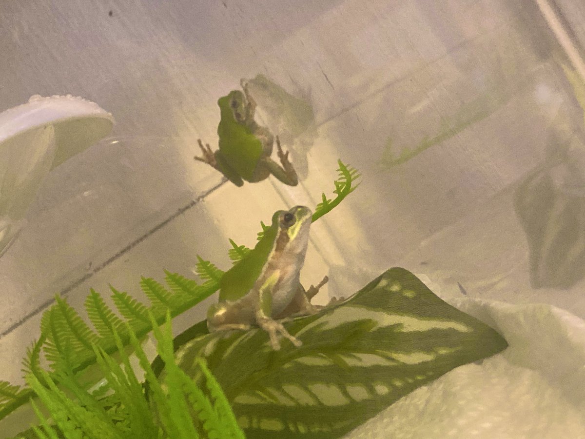 desupaaa's tweet photo. 飼育ケースに入れてた観葉植物が暑さにやられてふにゃふにゃに全滅してしまったため、とりあえず造花の葉っぱを入れてみた🌿 https://t.co/jDv0fQBz50