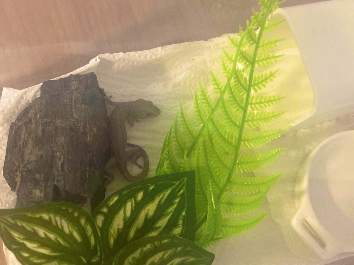 desupaaa's tweet photo. 飼育ケースに入れてた観葉植物が暑さにやられてふにゃふにゃに全滅してしまったため、とりあえず造花の葉っぱを入れてみた🌿 https://t.co/jDv0fQBz50