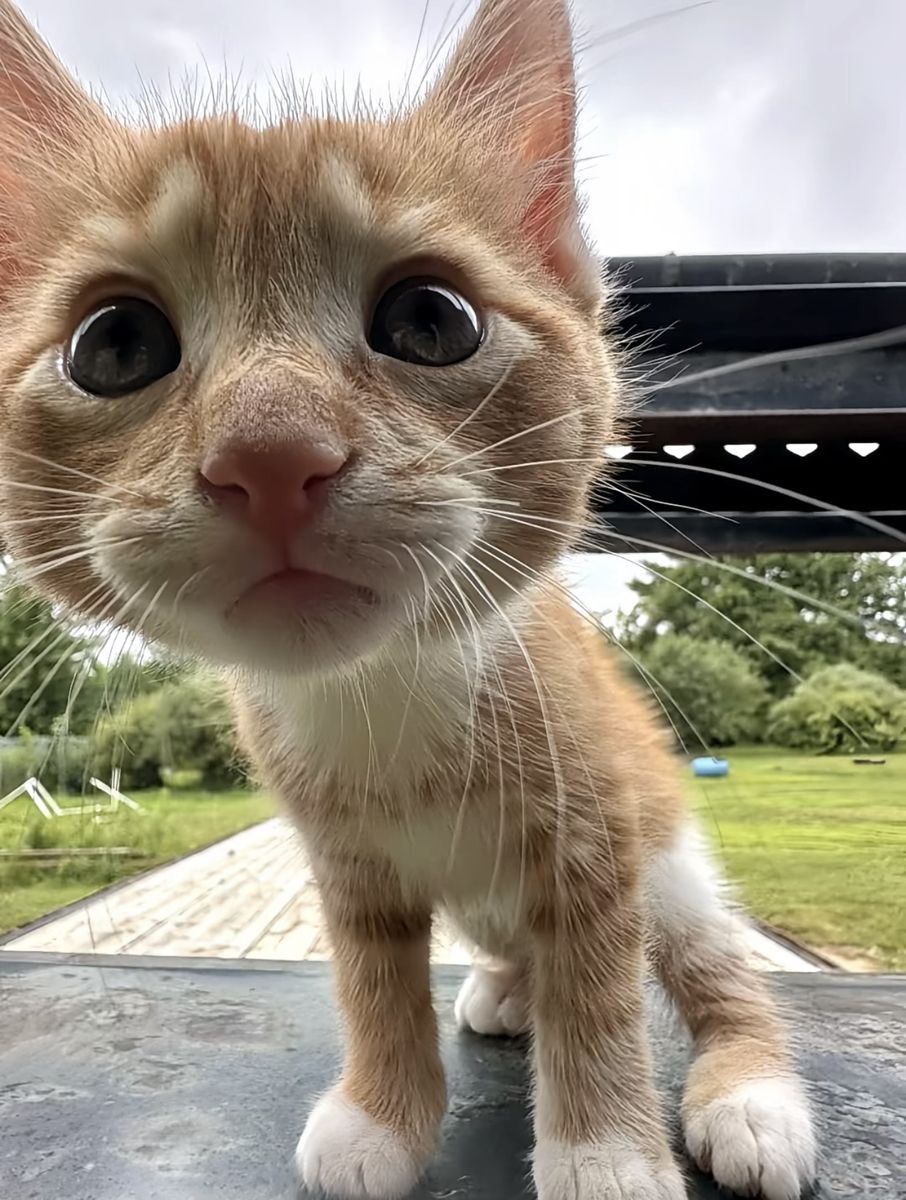 LeChat_Miaule's tweet photo. 🐱 Nouveau pack : 50 photos de manipulation émotionnelle de chat plein de pognon → 19 € la photo (lien en bio). Ton banquier va pleurer. Miaouuu https://t.co/Bbvoiw7mnw