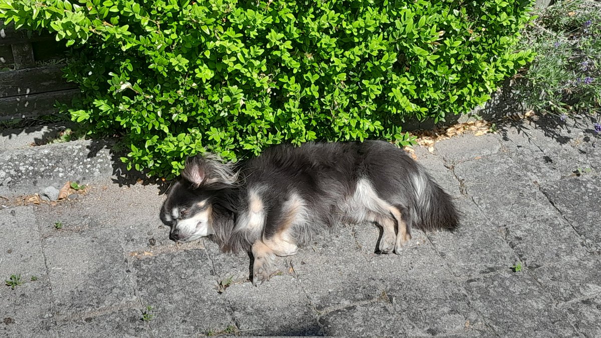 CFolsberg's tweet photo. Keeping my dog home, because it is too hot to go on a walk 🇩🇰 https://t.co/jXxG8ymTFW