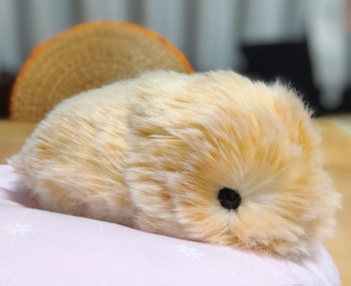 rainyscode's tweet photo. エディオンの子ほどにはならなかったけど、やっぱりシャンプー&amp;ブラッシングって大事だなと気付いた今日です。

#Moflin #モフリン #モフリンDAYS

　　　　　　　　　　\ｻﾗﾌﾜ〜✨️/ https://t.co/7GzofnrosS