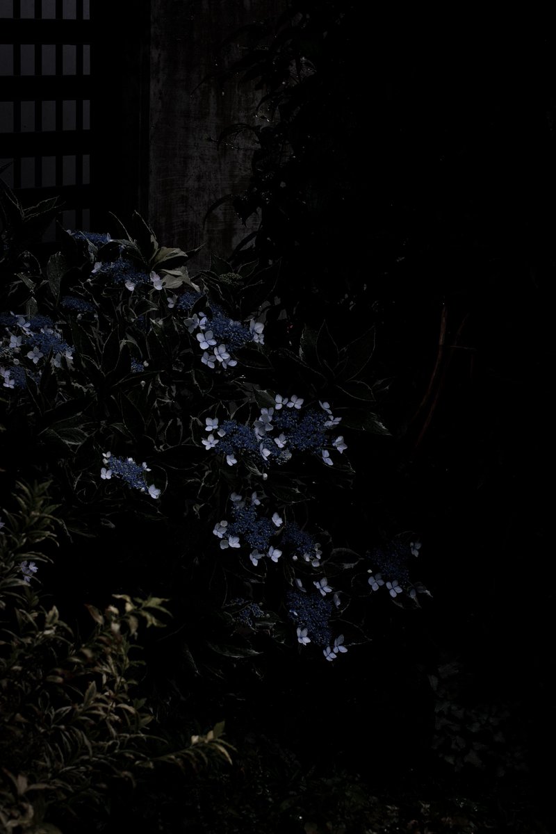 CynicalDrive's tweet photo. 今日のお花🌼 https://t.co/aCPRKn3Ew5