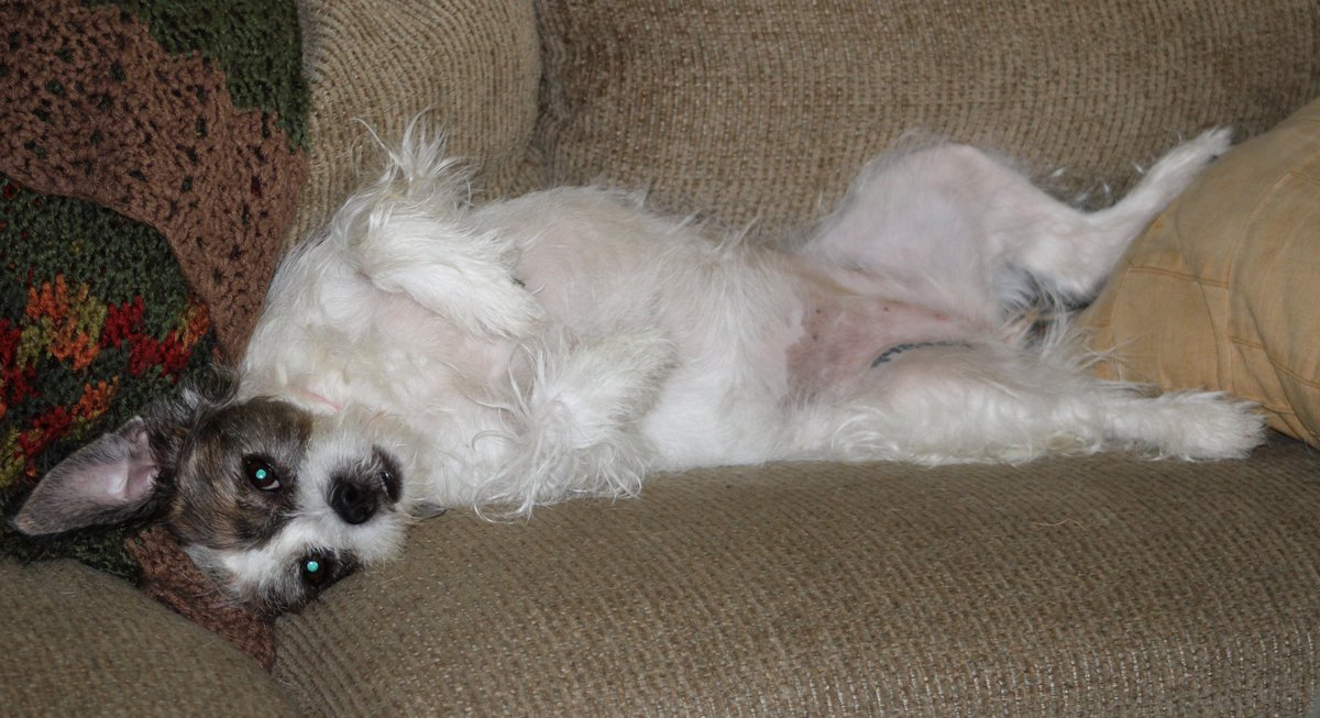 HermitsDaily's tweet photo. Vira, in repose. #dog #dogs #canine #canines #furbaby #furbabies #family #familymember #familymembers #dogpack #dogpackfamily #dogpackfamilies #furry #mutts #shitzu #jackrussell #jackrussells #shitzus #mixedhound #mixedhounds #home #homeandfamily #homefires #relax #relaxed https://t.co/MHIVM0odUc