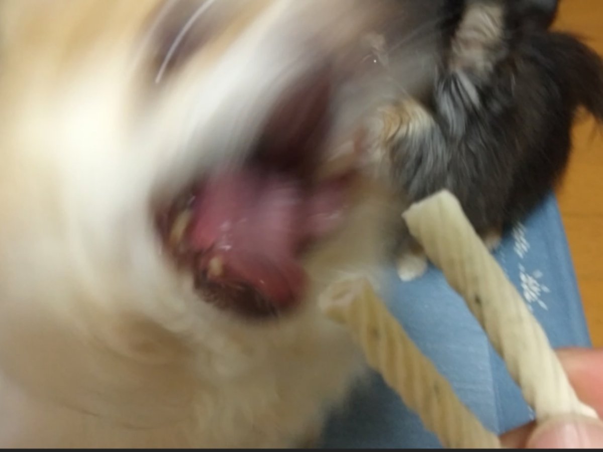 echigoyamoke's tweet photo. それは“カミカミ”を取り出した瞬間でした… https://t.co/fqCSqeaoDW