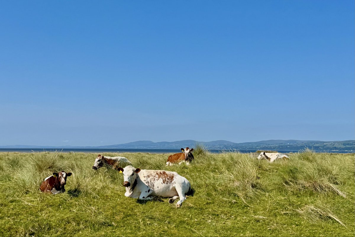 cassidy_rachel's tweet photo. “Life’s a beach!”🏖️🌞🐄  Lazy Summer Sunday vibes at Magilligan beach overlooking Donegal 😊🫶🏻🌊 @bbcniweather @UTVNews @barrabest @WeatherCee @Ali_Totten @geoff_maskell @newsoncool @downtownradio @NITouristBoard @VisitCauseway https://t.co/Ifl4LAl98P