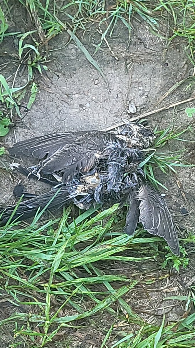 Aryannaaa_4983's tweet photo. Holy shit uhmm...that took a dark turn..#nature https://t.co/J3qvzU2NDS